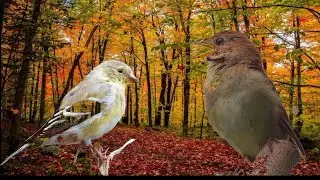 Two Hours of Relaxing Birdsong: Nightingale