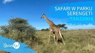 Safari w Tanzanii, Park Serengeti | DreamGo Exclusive Travel