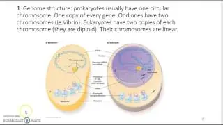 Genome Annotation - Definition, P and E Genes