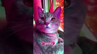 Which Color Cat Do You Like? 🐯🎨😻 #Cat #Catlover #Kitty #Supercat #Shorts
