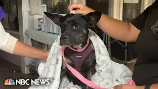 Thousands of family pets affected by devastating Lahaina wildfire