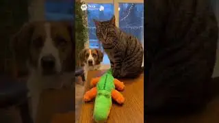 Cat&rsquo;s Tiny Paw, Dog&rsquo;s Big Problems