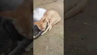 cat baby group sleeping