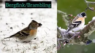 Bergfink | Aussehen, Ruf, Merkmale&hellip; Brambling #vogel