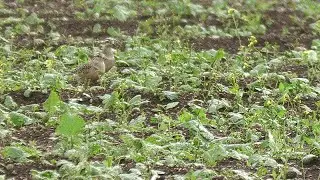 Dotterel. Nanjizal. West Cornwall.