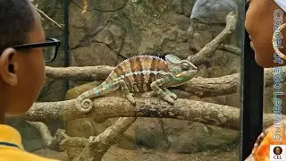 Edo Names for Animals &ndash; Fox, Chameleon, Sea Turtle & Tortoise (Part 3)