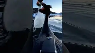 HoodedGrebeCam Vlog Tiny Camera on Patagonia&rsquo;s Rarest Waterbird &ndash; High Andean Lake Courtship