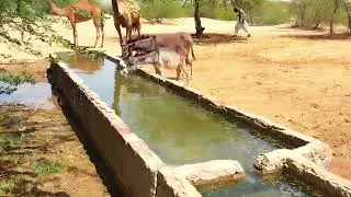 Camel&nbsp;can drink 200 Liter water in 3 minutes || camel facts || Herd of Camels drinking water
