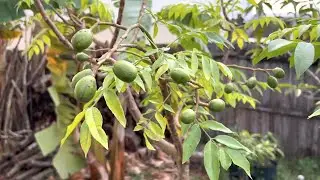 June Plum December Updates with New Growth!