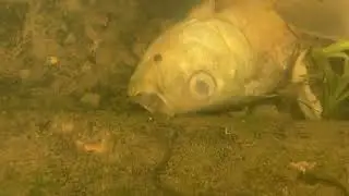 Union River: Fish Killed at Brookfield Renewable's Ellsworth Dam