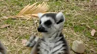 Sleeping Ring-tailed Lemur