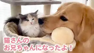 【新たな物語】ゴールデンレトリバーの”びすけ君”に妹猫がやってきて…♪