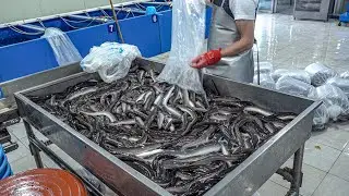 домашние сапоники пресноводные угри! Удивительная корейская угольная углова. Корейская еда