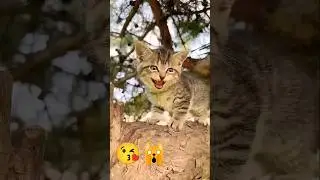 billi ke aabaj Bali video #trending #funny #catvideos #shortvideo #viralvideo #youtubeshorts 💞😄🙀