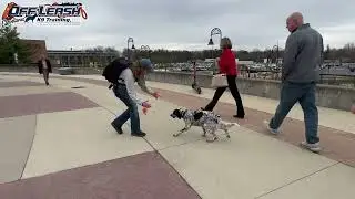 Abbey | 6 Month Old English Setter | Best Dog Trainer Cleveland, Ohio | Off Leash Obedience