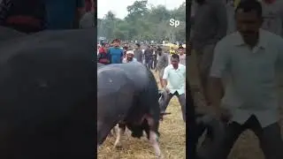 Indian buffalo fight...2 big buffalo in Assam...🔥🔥🔥🔥🔥