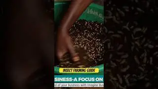 Insect Farming Guide-A focus on Black Soldier Fly #imaginebusiness #shorts  #soldierfly #shortsfeed