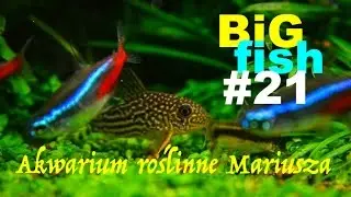 Akwarium roślinne Mariusza BiG Fish 021