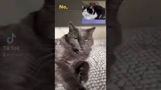 Do you know Linda? Cat: nooo!￼