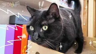 Oggy&rsquo;s First Cat Vlog! 🐈&zwj;⬛✨ A Day in the Life Of The Chillest Cat || The Haniverse