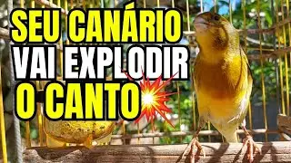 Canario Belga Cantando - CANÁRIO SILENCIOSO? OUÇA ESSE CANTO DE CANÁRIO BELGA PARA ESQUENTAR CANÁRIO