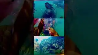 Deep scuba Diving Experience  | Salma Banu | Bindas Kuri Vlogs #goa #scubadiving