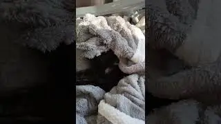 Устала котика Ластёнка ) #оле7 #cat #котофейка #ластёна #кот #видосыоткота #животные