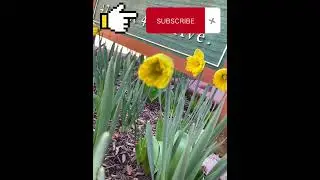 YELLOW FLOWER BLOOMING! SPRING TIME! #spring #flowers #blooming in #canada
