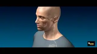 The Science of Sleep