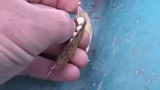 R&eacute;colte de graines f&egrave;ves et 1er petit pois au potager