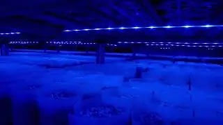 Blue Light Temperature Control High Tech Mushroom Cultivation Workshop#mushroomcultivation