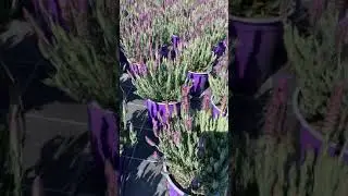 Produzioni di lavanda RIVIERA QUALITY