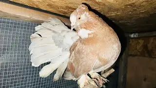 Palomas Colipavo indio y su primera nidada en mi criadero (pigeons palomas de fantasía cola abanico)