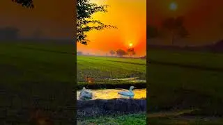 #evgnetwork #sunset #sunday #duckybhai #yshorts