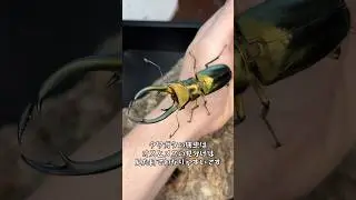 How to distinguish between male and female stag beetle larvae #stagbeetle #stagbeetleraretention ...