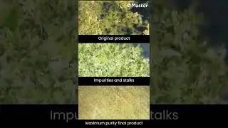 Plasmastatic microscope results: Solvent-free trichome extraction using electrostatic technology