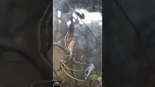 Deinopis cornigera -  making a net #shorts #deinopis