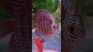 Beautiful Discus Fish#shorts