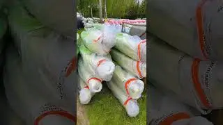 Siunta i&scaron; Prancūzijos 👌#rtm #lithuania #kayakshoplt #kayak #nature #storage #france #brio