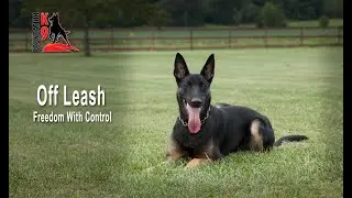 Off Leash Freedom with Control
