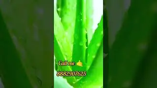Aloe Vera Toothpaste: The Fluoride-Free Revolution