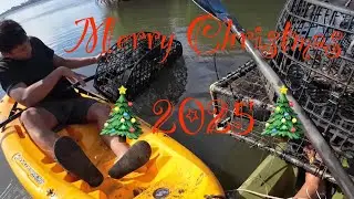 Рождественский краб 2025. Передача эстафеты. Самоанский краб (грязевой краб) Гавайи.