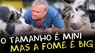MINI PIG: TUDO O QUE VOC&Ecirc; PRECISA SABER ANTES DE TER UM!