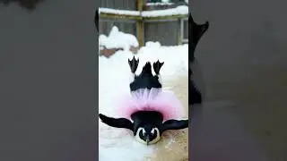 When penguins decide to be comedians 😂🐧$#viral #cute #funny #youtubeshorts #animal