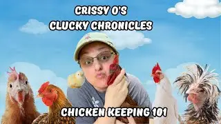 Chicken Keeping Basics Podcast #backyardhomesteading #podcast #backyardhomestead #chickenflock