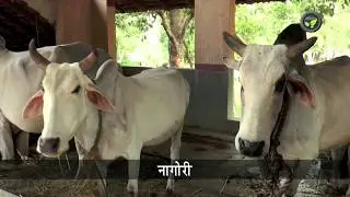 भारतीय गाय की भारवाही नस्लों – Draft Breeds of Indian Cow