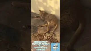 🙀Orange cat looking at tabby cat❗🙀Orange cat looking at tabby cat❗🙀Orange cat looking at tabby ca...
