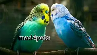 small cage breeding//budgies daily routine-#budgies #bajriparrot #bajritote//
