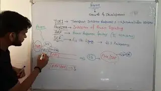 Signalling pathway of Auxin|Phytohormone||CSIR NET| in Hindi
