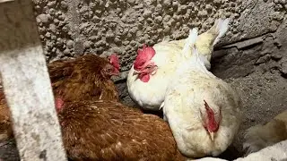 How Chickens Stay Warm in Winter (No Heat Lamp, Below Freezing)
